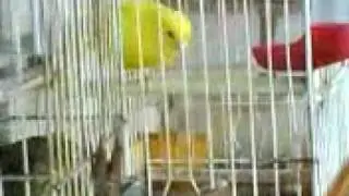 canario o canaria.3GP