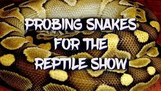 Probing snakes for the reptile show!