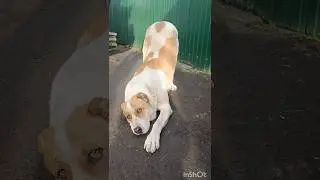 Алабай Айна отдала поклон 🐶