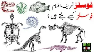 What is a Fossil? Types and Formation of Fossils Urdu/Hindi | 2020