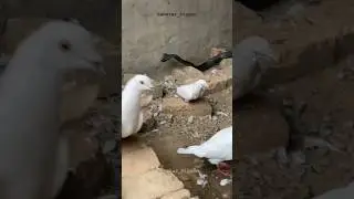 snake vs pigeon#viralshort #shortvideo #blackpigeon #youtubeshorts #kabutr