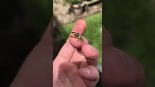 Elegant Australian Green Jumping Spider 🦚