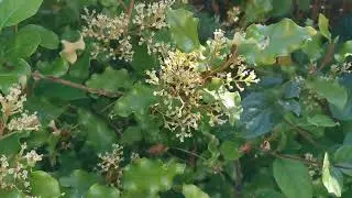 Olearia paniculata, the Akiraho: an autumn blooming New Zealand foliage garden plant for USDA 8 - 11