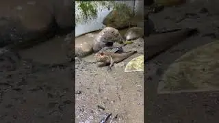 मडस्किपर्स | mudskipper | nivta | nivata |nevta | nevata |nivtya | nivatya | निवटा | निवटामासा
