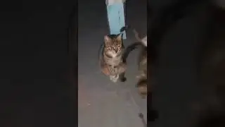 😂🥺memes 4🥺 He knows the reality 🥺 #shorts #cat #cats #sed #sad #reality #life #playing