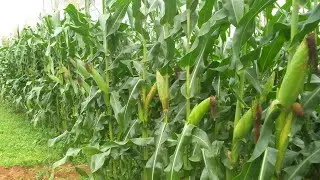 MILHO IRRIGADO NO GOTEJAMENTO SUPEROU AS EXPECTATIVAS.🌽🌽