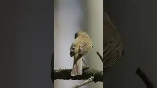 Rozpoznawanie ptak&oacute;w 3, pierwiosnek, piecuszek