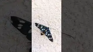 Nine spotted moth #Shorts