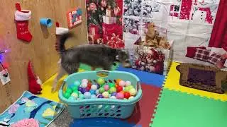 Updated video of our boarding facility for dogs & cats and what we offer for enrichment activities!