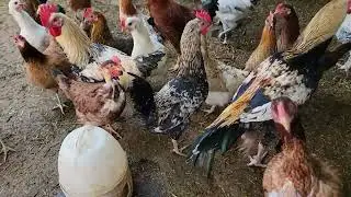 My farm Life Pakistan - Summer is coming