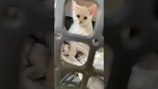 Симба спряталась от младших Марысят 😅