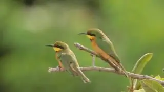 LITTLE BEE EATER, K&auml;&auml;pi&ouml;mehil&auml;issy&ouml;j&auml;, Merops pusillus, Gambia, Abuko Forest, 12 1 2017