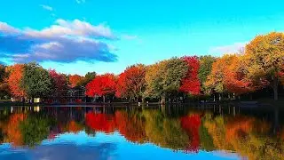 Beautiful Relaxing Music - Healing Music For Health And Calming The Nervous System, Deep Relaxation🌿