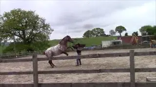 Horses that rear, strike, and kick with Mike Hughes