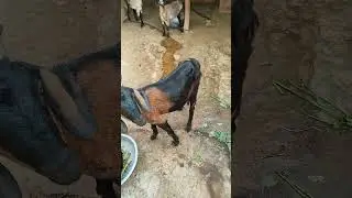 #shorts #goats #ytshorts ASP FUN TV