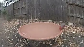 A long drink - male cardinal