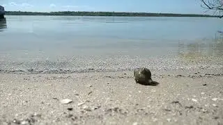 Wait for it. Hermit Crab in Florida. #beach #crab #strand #krabbe