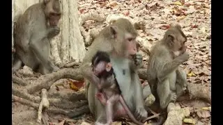 Monkey Piper And Loni Monkey -Vienna Monkey  in Amber Group,March26,2022/U-Share Mk325