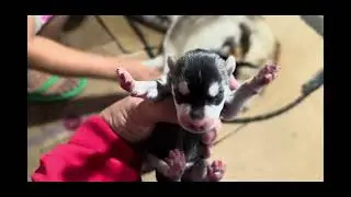 Share puppy | soledad sta. Rosa Nueva Ecija | Kronos | Husky