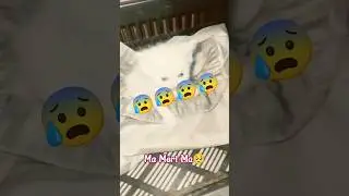 ma meri ma🥺 #cat #catshorts #whitecat #catvideos #cats #catvideo #catlife #catmemes #matecat #mycat