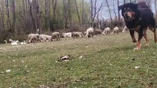 Himalayan sheep dog #PROTECTOR