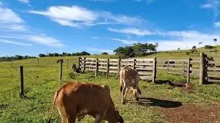 os gado tá bonito o pasto tá bom água a vontade pra beber 