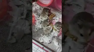 Robo Isa v&agrave; RoBo Mặt N&acirc;u