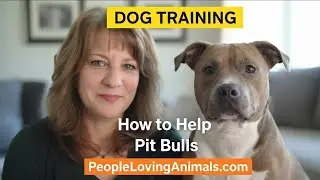 How to Help Pit Bulls | Misconceptions About Pit Bulls | Are Pit Bulls Dangerous? #pitbulls #pitbull