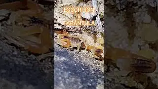 Por la noche... ESCORPI&Oacute;N amarillo y TAR&Aacute;NTULA