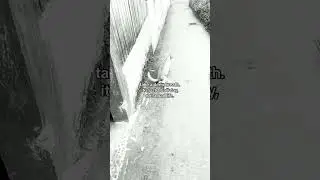 WHAT⁉️||OMG||(SOURCE : TIK TOK @auahmales)#lazy #dog #cat #shortsvideo #funnyvideo #shorts