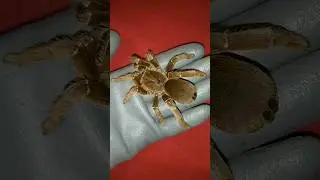 Pelinobius, Brachypelma #tarantulas #spider #brachypelma