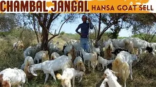 90 जमनापरी  बकरियाँ  बिक्री के लिए उपलब्ध हे  Hansa & Jp Hansa Goat sell