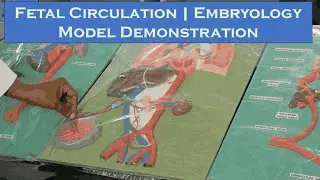 Fetal Circulation | Embryology Model Demonstration