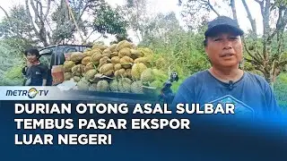 Durian Otong Asal Sulbar Tembus Pasar Ekspor Luar Negeri