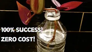A Very Simple Method to Propagate Wandering Jew Plant | Tradescantia Zebrina | Violet Inch Plant