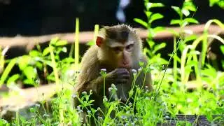 Hot new big monkeys try Chase bites Old mom very hot..