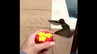 Dinner time! Hand feeding the hummingbirds as seen on instagram and imgur