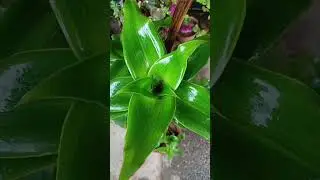 Callisia fragrans, commonly known as the basket plant, chain plant or inch plant