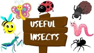 7 USEFULL Insects Which Help us!