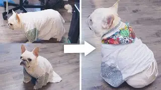 DIY cool shirt for French Bulldog from old clothes