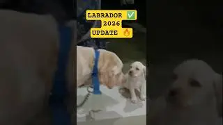 🔥Low Price ରେ LABRADOR ✅, ଆପଣଙ୍କ ପାଇଁ Budget FRENDLY #youtubeshorts #shorts #labrador #pets #india