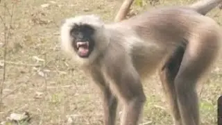 So Expressive! Monkey sitting Alone  in the Forest 