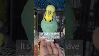 Morning Chat with Twinkle #petbudgies #englishbudgies #budgielove #parakeets #cutebudgie