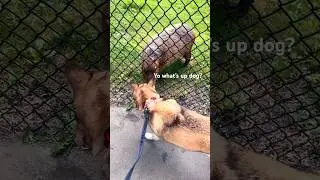 Lulu makes new friends at the Zoo!