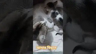 আমার বিড়াল #funnyvideo #hopcat #catfunny #catlover #catvideos #cute #funny #funnycatvideos