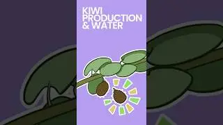 How Kiwis are Farmed & Harvested #shorts