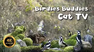 Cat TV 🐈 - THE BIRDS' NEW YEAR GALA 🪶10 hours 4K