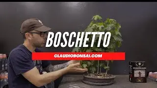 FALSO RINVASO BOSCHETTO LIQUIDAMBAR BONSAI