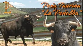 TORO DE ALBARREAL🔥PE&Ntilde;A TAURINA 
