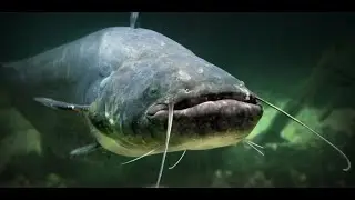 tackle on catfish,fishing,tackle